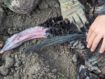 Never would’ve guessed a 10 ½ in. bearded tom would show i went hunting turkeys 10.5 inch beard