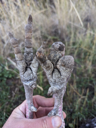 Very unique injury i went hunting turkeys club foot