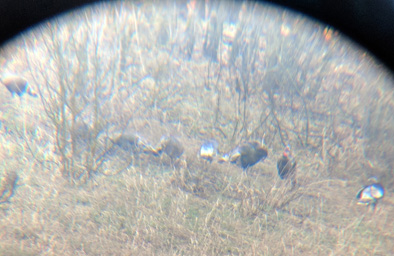 Found the flock through the spotting scope i went hunting turkeys flock