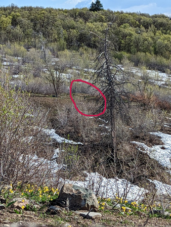 Another gobbler came to check me out turkey across the ravine