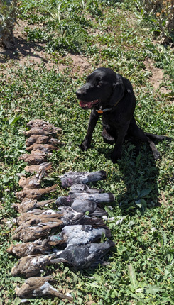 Smiling lab had as much fun as we did black lab retrieving doves