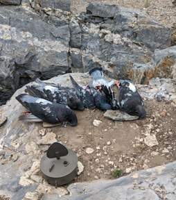 Pigeons like the flicker decoys flicker decoy for pigeons