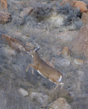 If only this buck was on public property 10 point whitetail deer