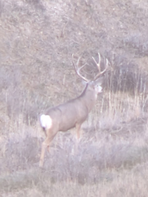 Maybe I'll go back for mule deer next year big 4 point buck deer