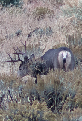 Not a buck I'd normally pass on 4 point mule deer buck