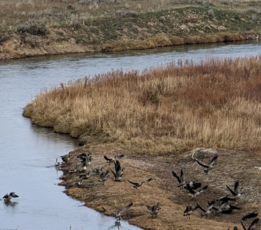 Echoes of honking geese often broke the morning silence Canada geese on river