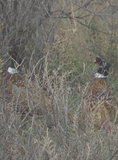 Two roosters doing their best to hide couple of rooster pheasants