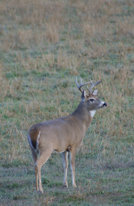 Another buck on private, ugh 6 point whitetail