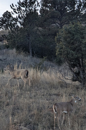 At least I found some whitetails a couple of white-tailed doe deer