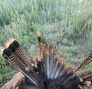 Straight away shot destroyed tail fan turkey tail fan