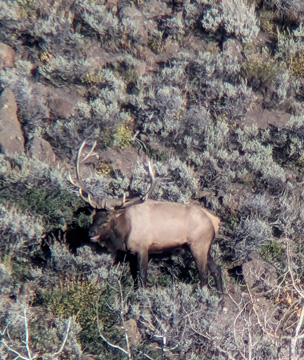 Saw a few bull elk as well i went hunting 6 point bull elk