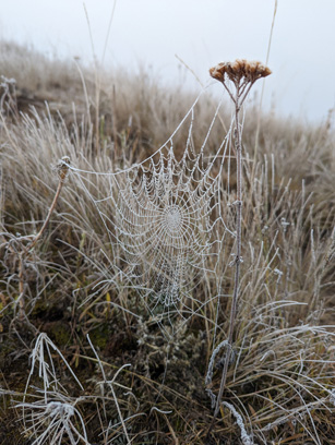 A very frosty spider web spider web with frost