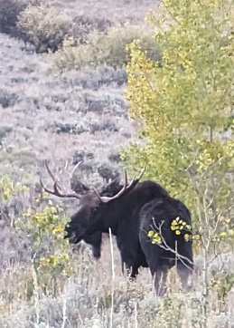 Just one of the bull moose we saw  i went hunting shiras bull moose