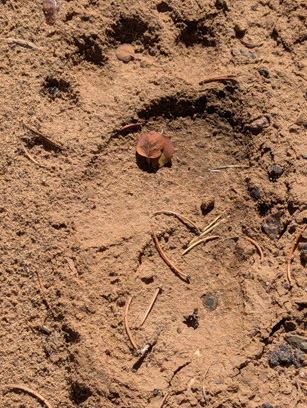 Must be a bear around somewhere bear track