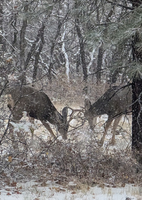 Two of the bigger (only 2 ½ yr old) bucks tussling two bucks tussling