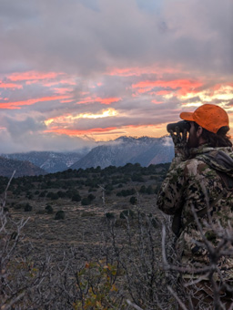 Looking for deer down low in cedars  glassing for deer in cedars
