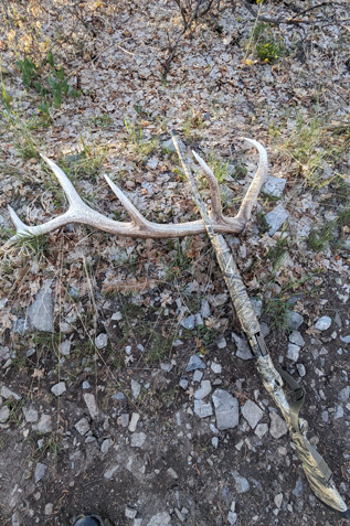 My 1st shed of the year, a nice 6 point elk shed 6 point bull elk antler shed