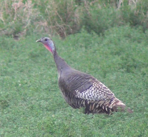 Fun to watch this hen work our decoys hen turkey