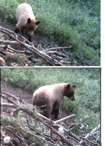 Awesome blonde bear in for a visit i went hunting blonde color phase black bear