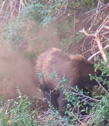 A puff of dust -- it was gone i went hunting black bear