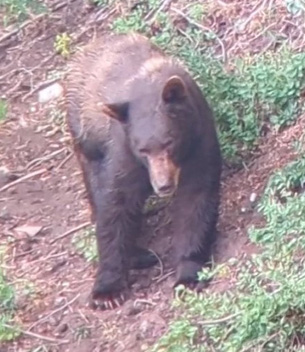 Bear quickly turned facing us so we waited for a shot i went hunting black bear facing forward