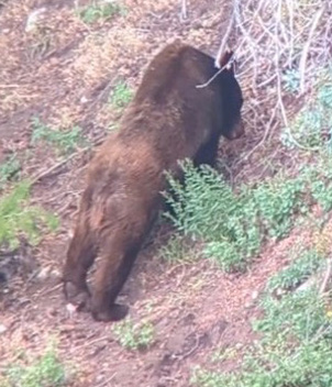 1st sight of bear stretched up hillside i went hunting bear black bear stretched out on hillside