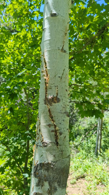 Claw marks where bear got marshmallow black bear claw marks on tree