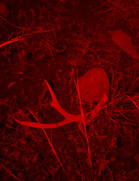 Headlamp shining on 1st shed of the hunt deer antler shed