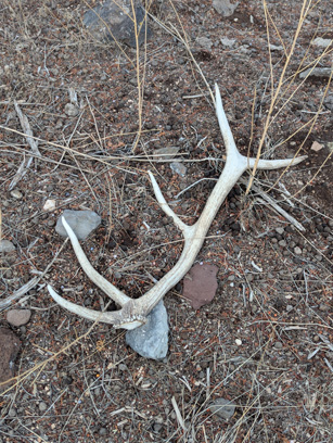 Also found 2nd shed of the hunt elk antler shed