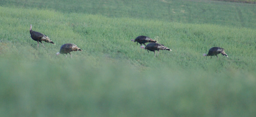 The 5 toms circling up and around toward us five tom turkeys