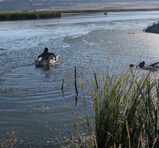 Paddled close and got a shot sandhill crane hunting from river