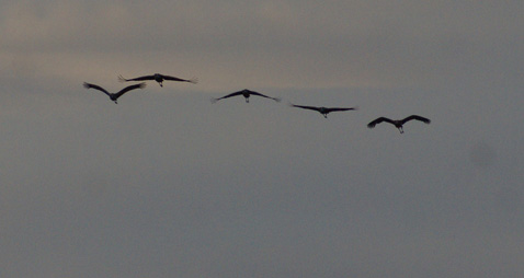 Found cranes flying that we'd hope to traffic toward us flying sandhill cranes
