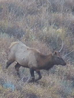 Spike in spotting scope coming toward us! i went hunting spike elk