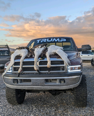 Three down, two to go... tundra swans