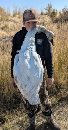 No dog, next best retriever tundra swan hunt i went hunting