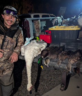 Carson with his swan and ducks tundra swan and ducks