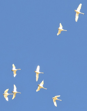 Carson had lots of swans flying overhead tundra swans flying overhead