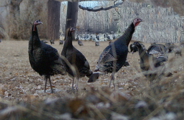 Ended up with a big flock not far away, but then Daxton called them close! turkeys close-up