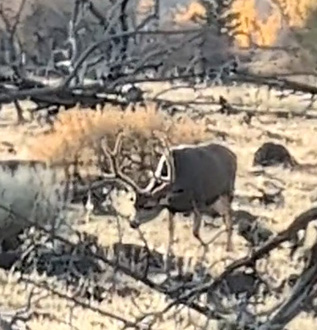 Velvet buck came to within 100 yards i went hunting 3-point velvet buck