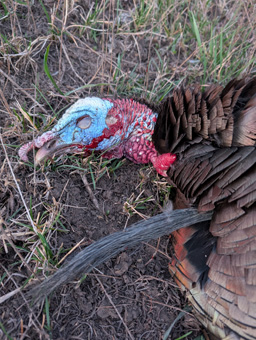 9 inch beard on this big tom i went hunting turkeys with 9 inch beard