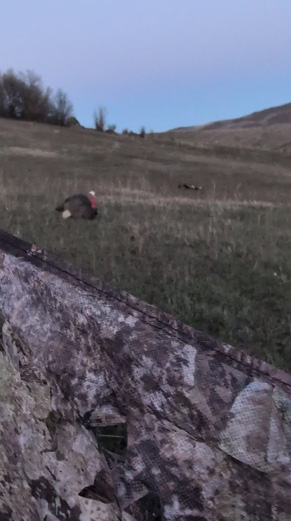 Tom down out past my decoy merriam's turkey