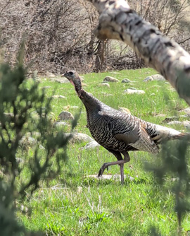 And they got closer – 12 ft hen turkeys close