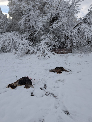 Turkeys down not too far from blind turkeys in the snow