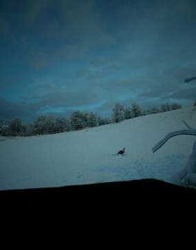 Single jake decoy sitting out front jake decoy in snow