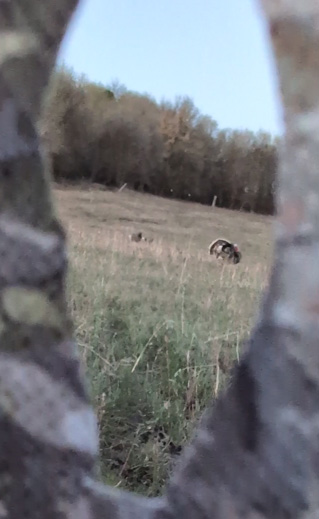 Videoing thru blind cutouts i went hunting turkeys using ground blind