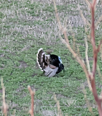 Pre-sunset strutter consumed my thoughts Merriams spring turkey i went hunting