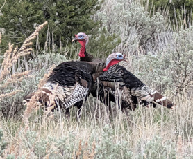 They hung around gobbling for a while curious rio grande male turkeys