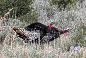 These guys were really checking out my bird i went hunting turkeys