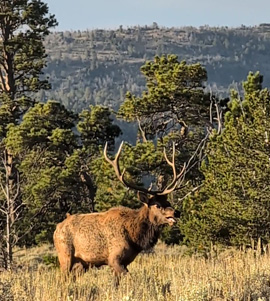 Day one - still frame from 1:53 of video 5 point bull elk