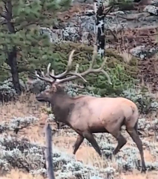 Mature bull walking away for good mature bull elk